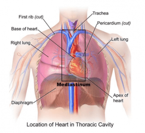 Thoracic-Surgery-Chart-of-Thoracic-Cavity-image